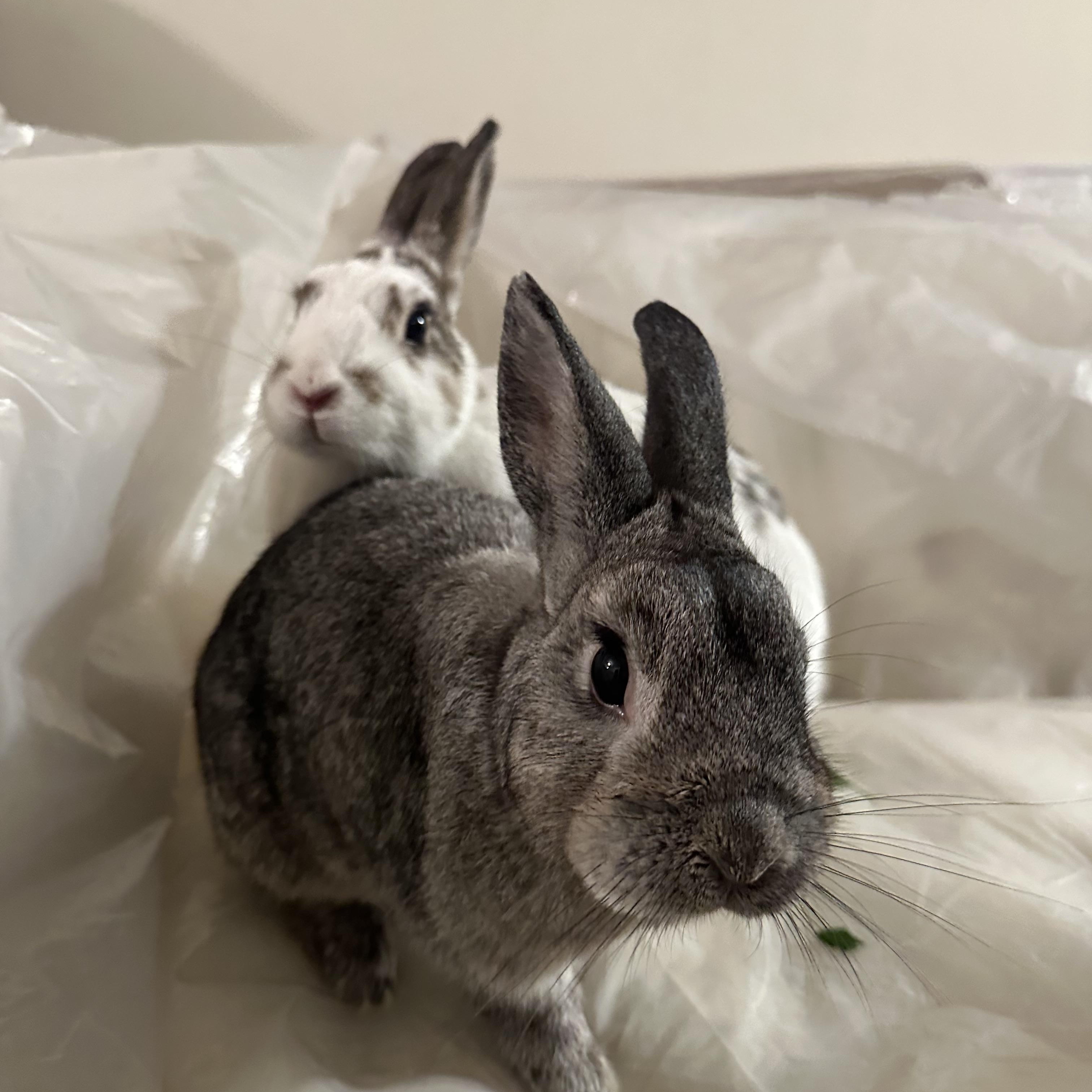Enlarge PRESTON & EVEE, a Adoptable Bunny Rabbit in Forest Hills, NY image 5/6
