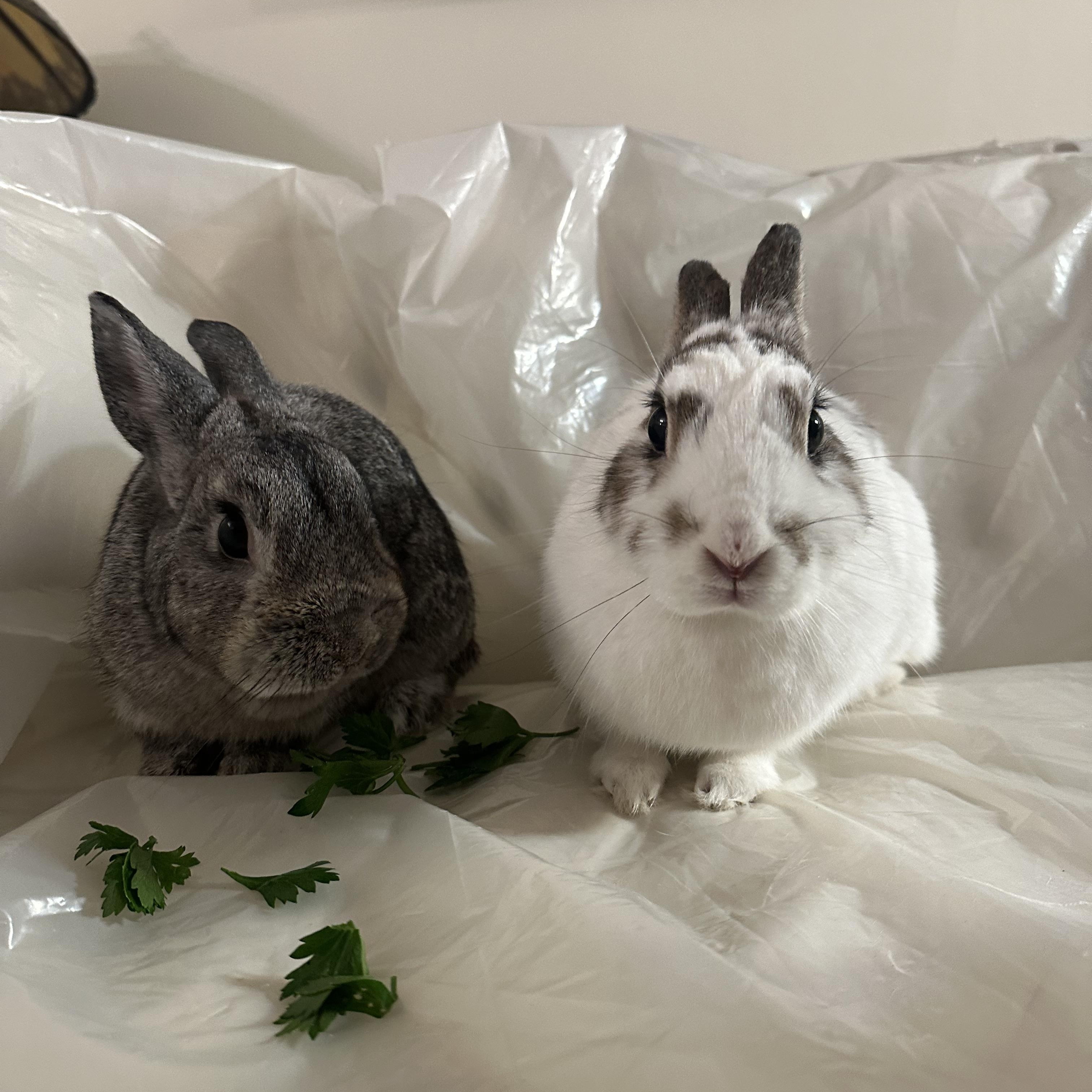 Enlarge PRESTON & EVEE, a Adoptable Bunny Rabbit in Forest Hills, NY image 4/6