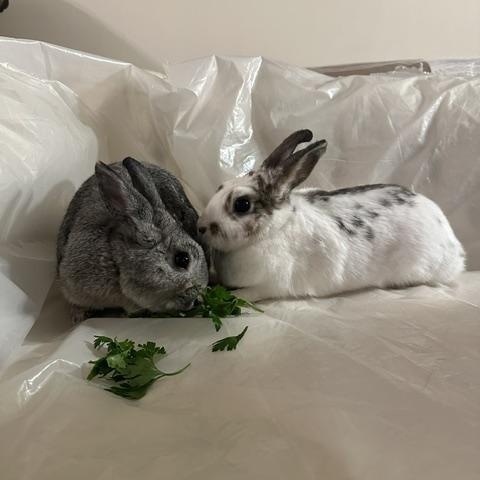Enlarge PRESTON & EVEE, a Adoptable Bunny Rabbit in Forest Hills, NY image 3/6