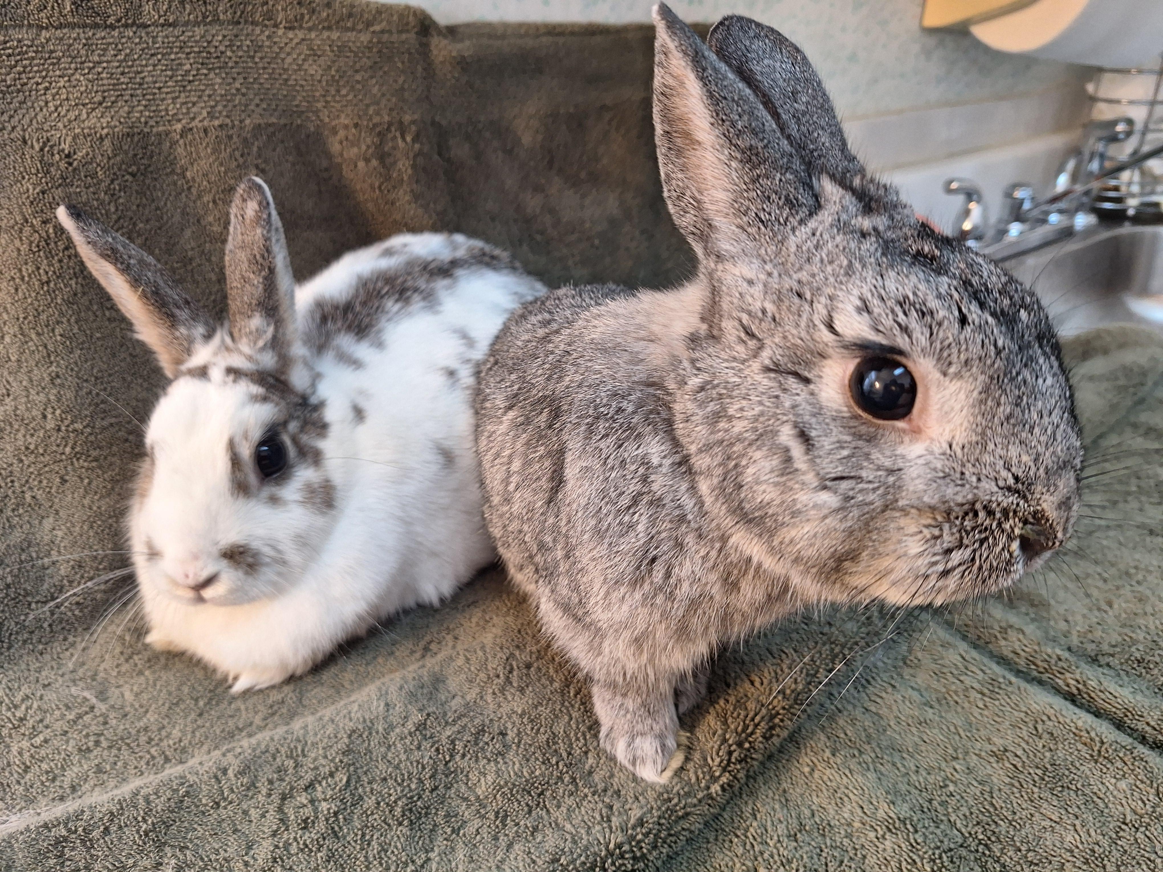 PRESTON & EVEE, Adoptable, Adult Male Bunny Rabbit.