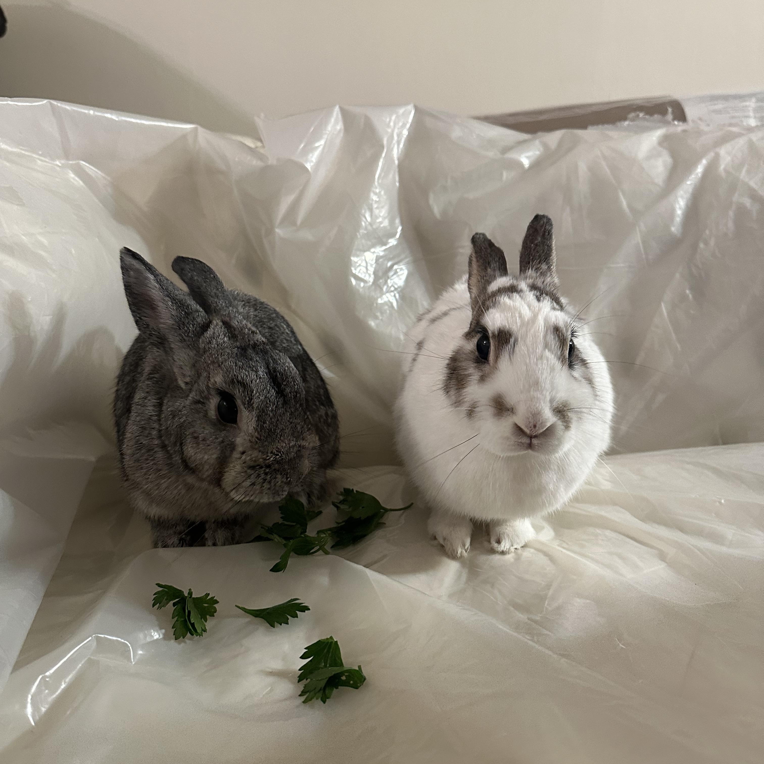 Enlarge PRESTON & EVEE, a Adoptable Bunny Rabbit in Forest Hills, NY image 2/6