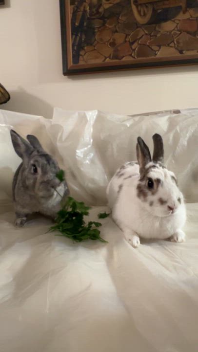 Enlarge PRESTON & EVEE, a Adoptable Bunny Rabbit in Forest Hills, NY video 6/6