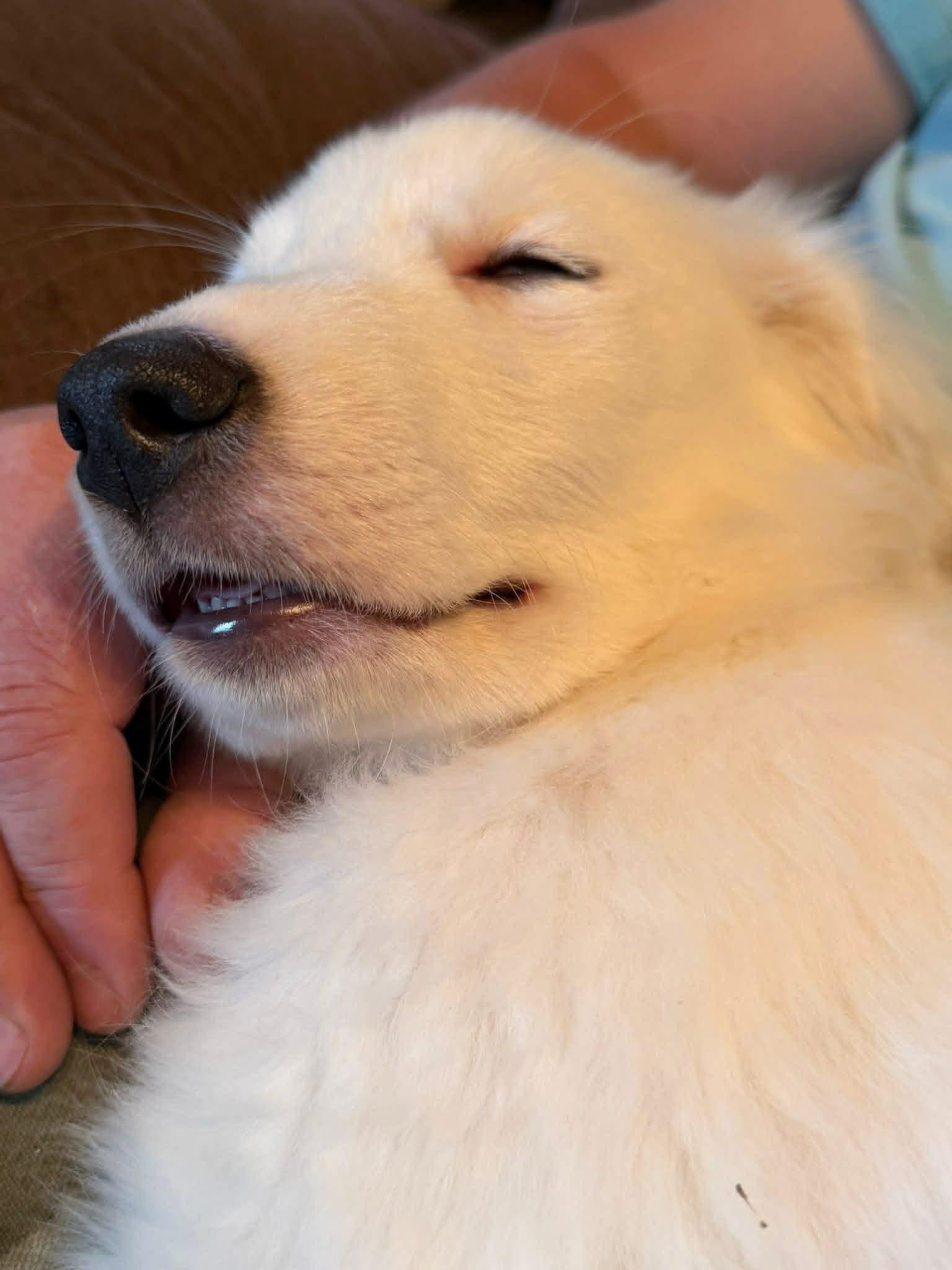 Enlarge Kancan, a ADOPTABLE mixed breed in Brunswick, ME image 2/3
