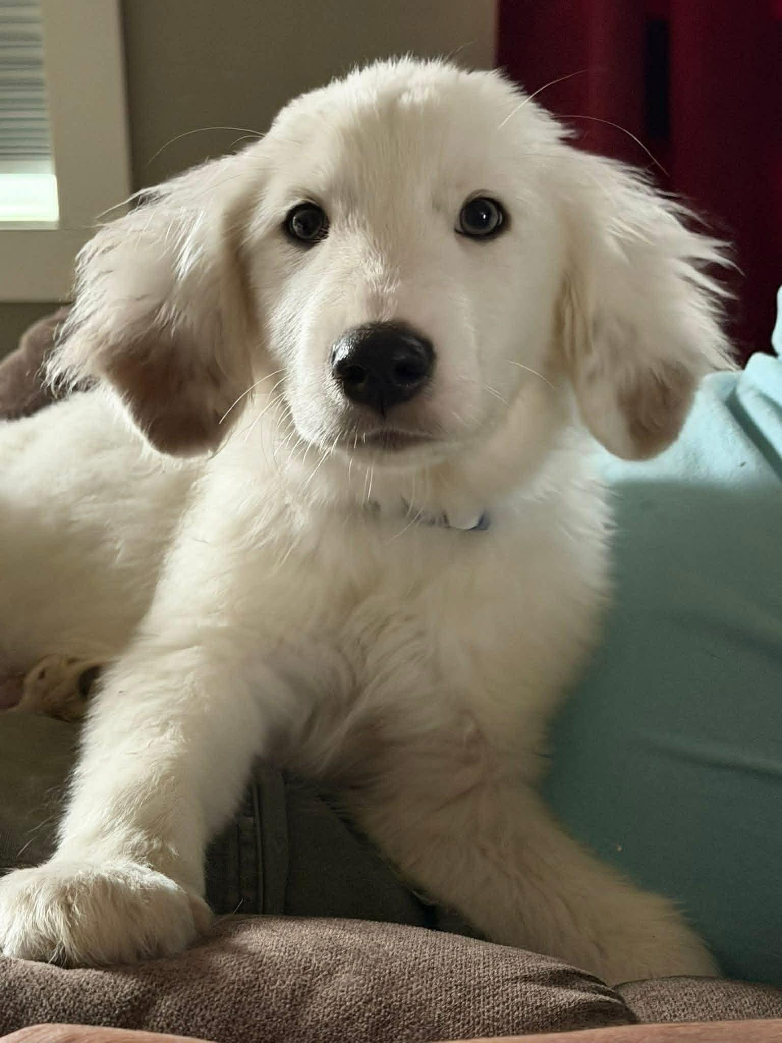 Enlarge Kancan, a ADOPTABLE mixed breed in Brunswick, ME image 3/3