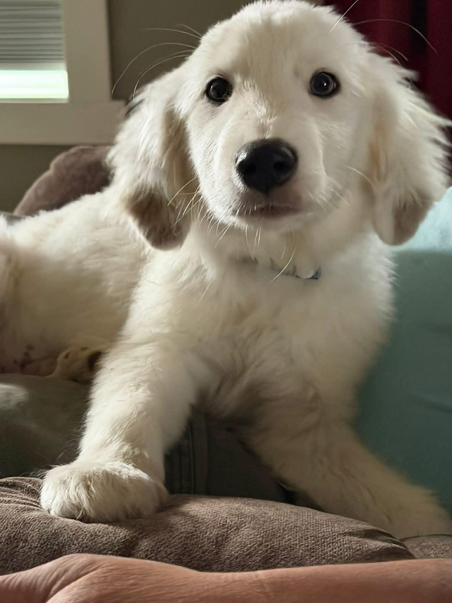 Enlarge Kancan, a ADOPTABLE mixed breed in Brunswick, ME image 1/3