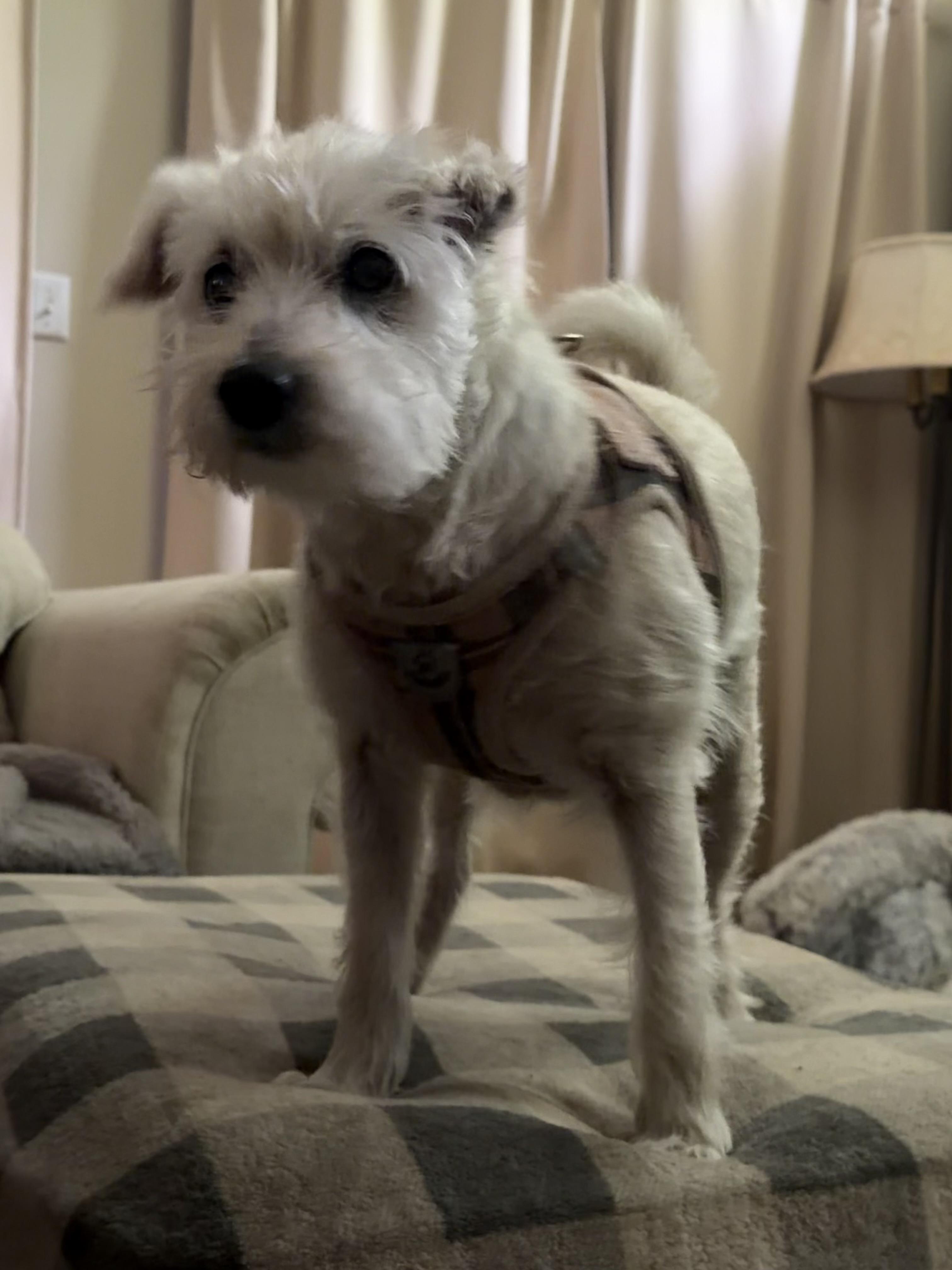 Piper, ADOPTABLE, Senior Female West Highland White Terrier / Westie & Miniature Schnauzer.