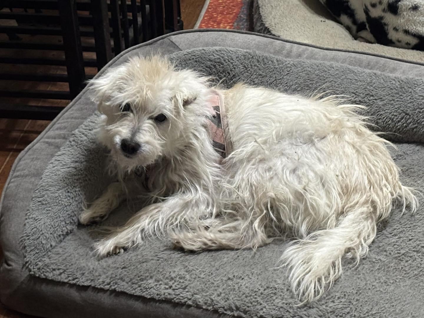 Enlarge Piper, a ADOPTABLE mixed breed in Spring, TX image 1/1