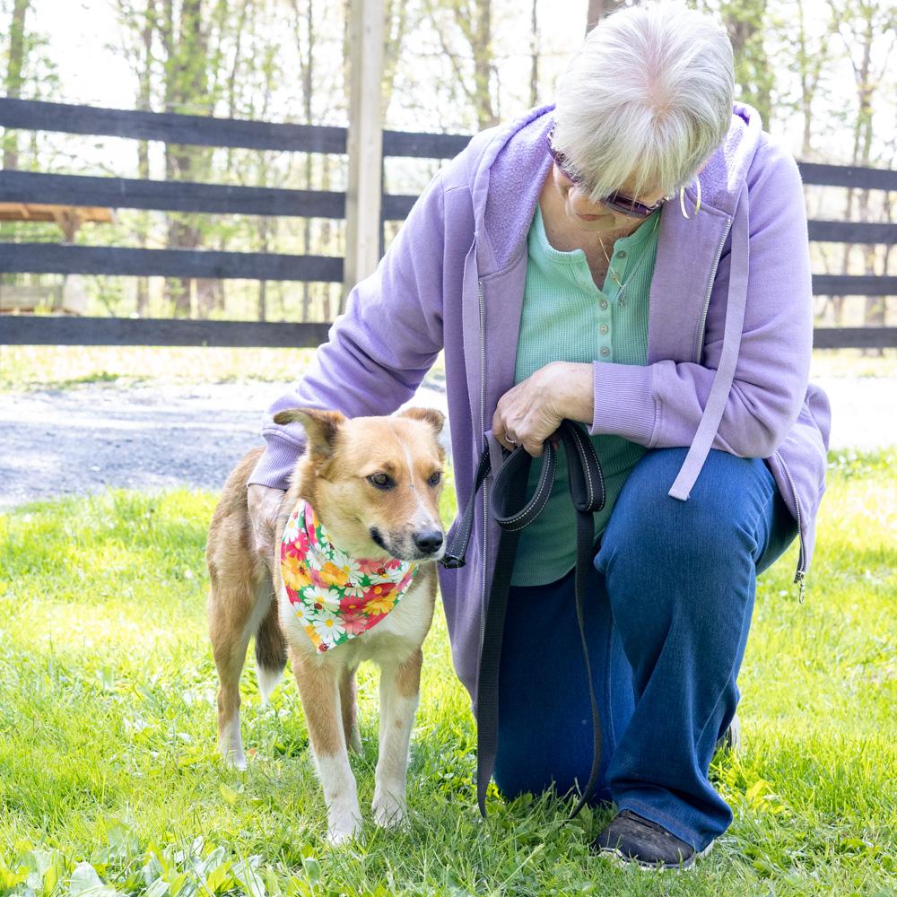 Enlarge Katie - Female, an adopted mixed breed in West Grove, PA image 3/6