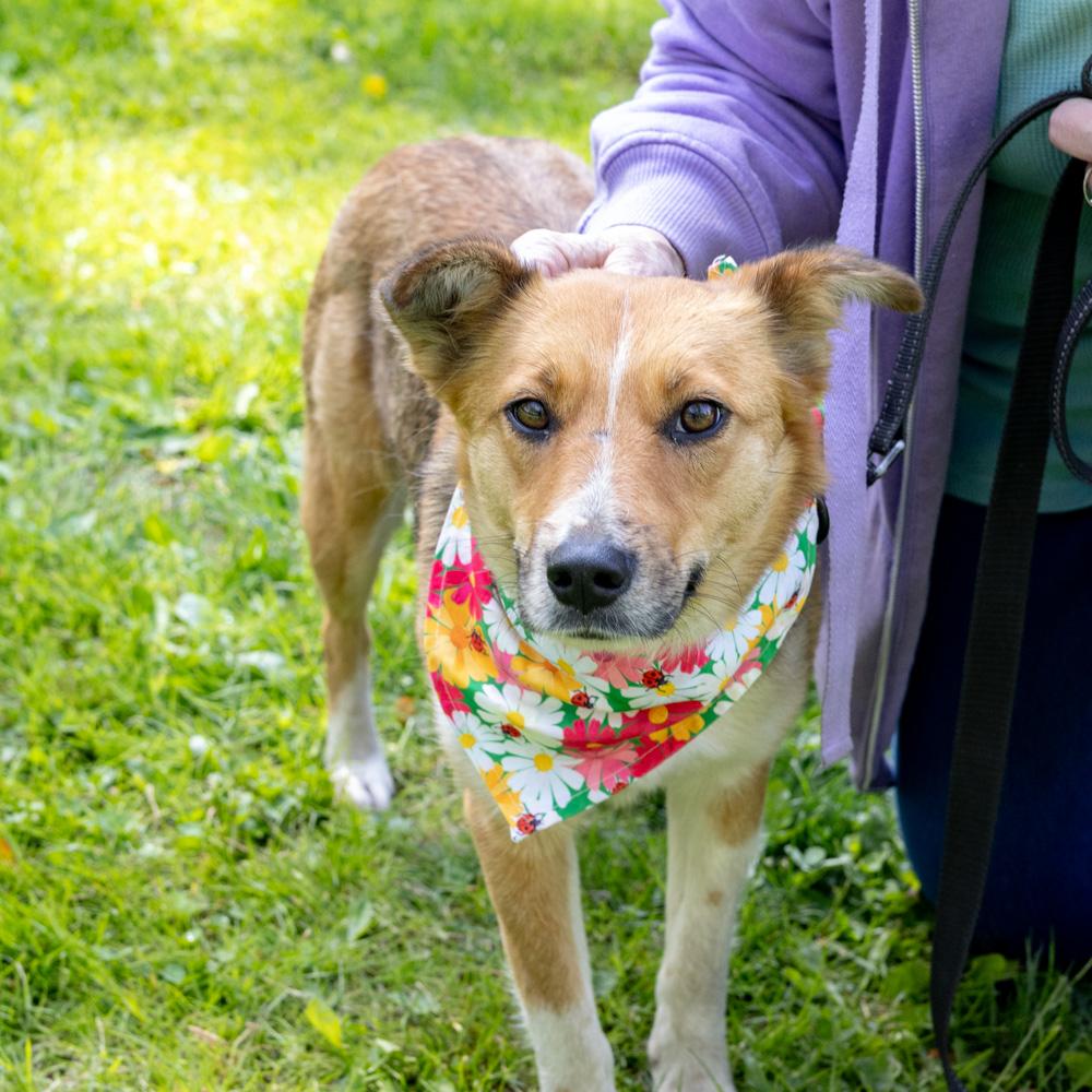 Enlarge Katie - Female, an adopted mixed breed in West Grove, PA image 5/6