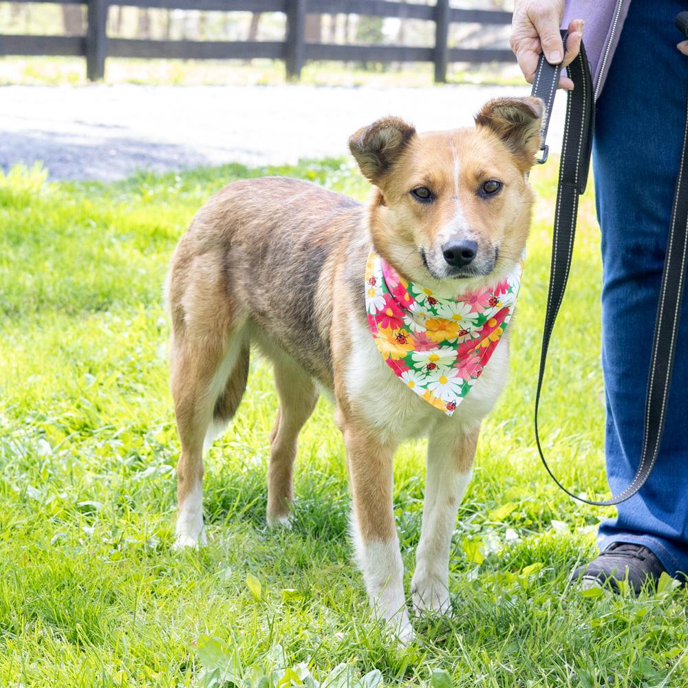 Enlarge Katie - Female, an adopted mixed breed in West Grove, PA image 1/6