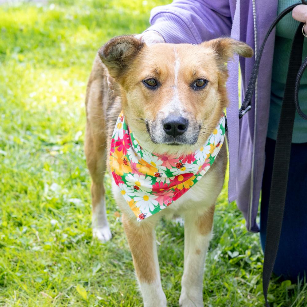 Enlarge Katie - Female, an adopted mixed breed in West Grove, PA image 2/6