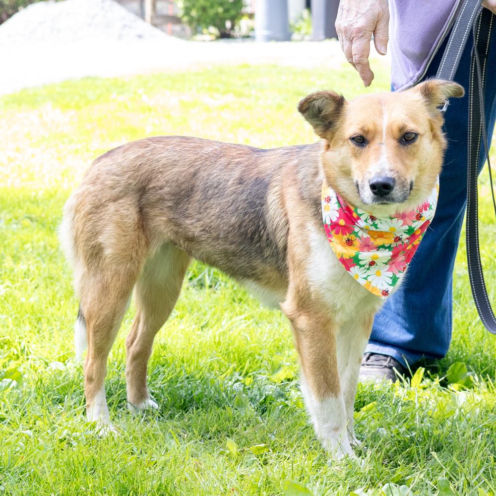 Enlarge Katie - Female, an adopted mixed breed in West Grove, PA image 4/6