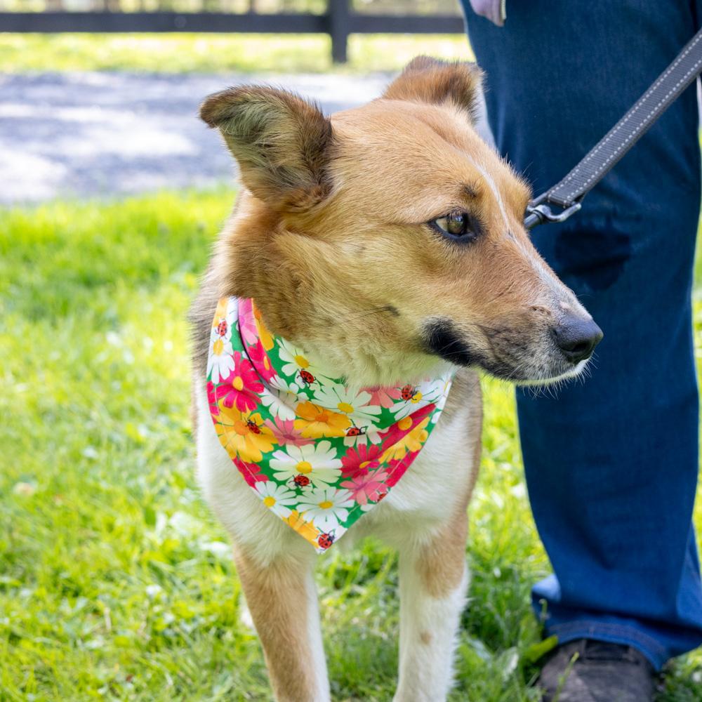 Enlarge Katie - Female, an adopted mixed breed in West Grove, PA image 6/6