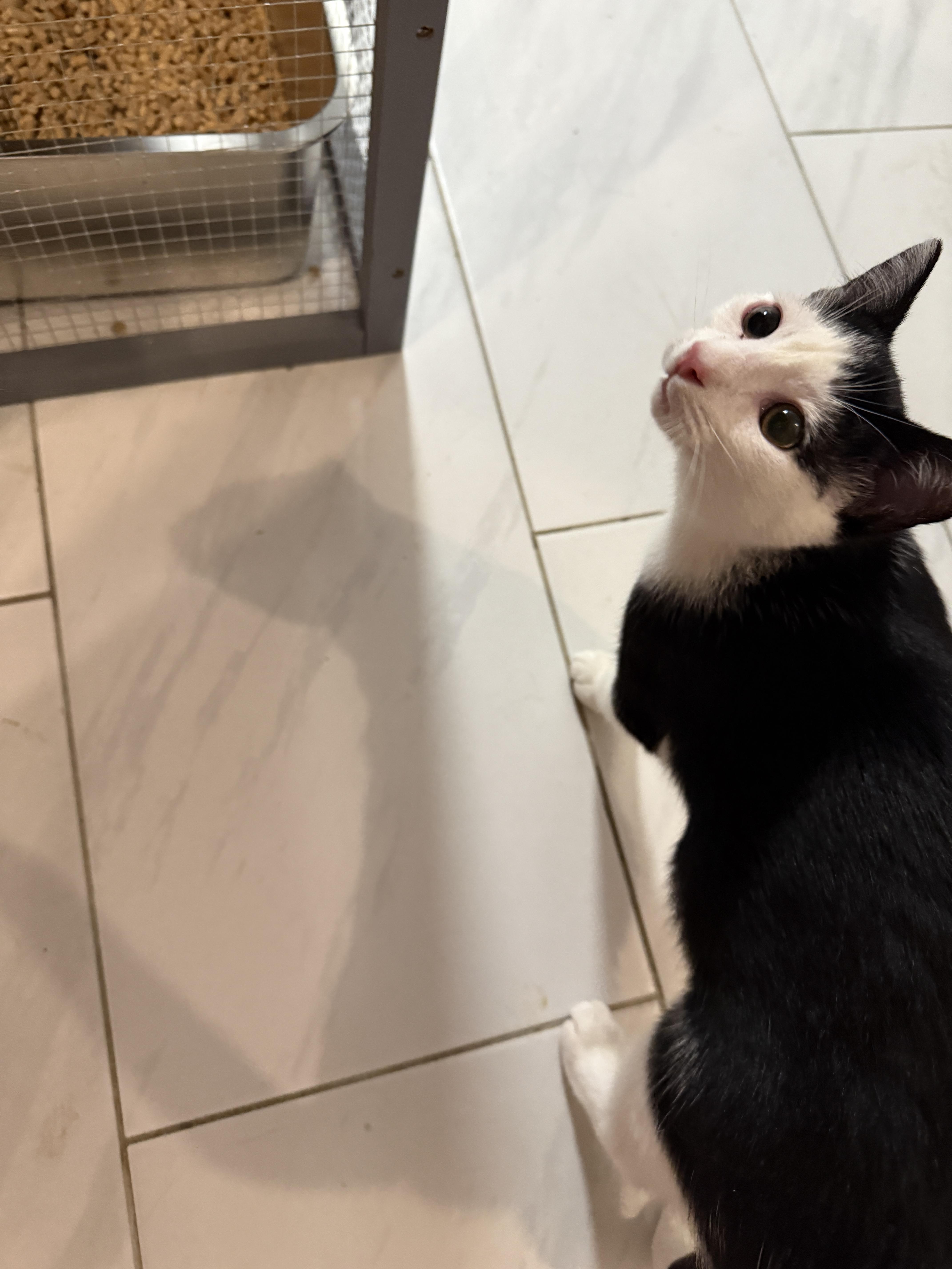 Enlarge Oscar, a Adoptable Domestic Short Hair in Plymouth , NH image 1/6