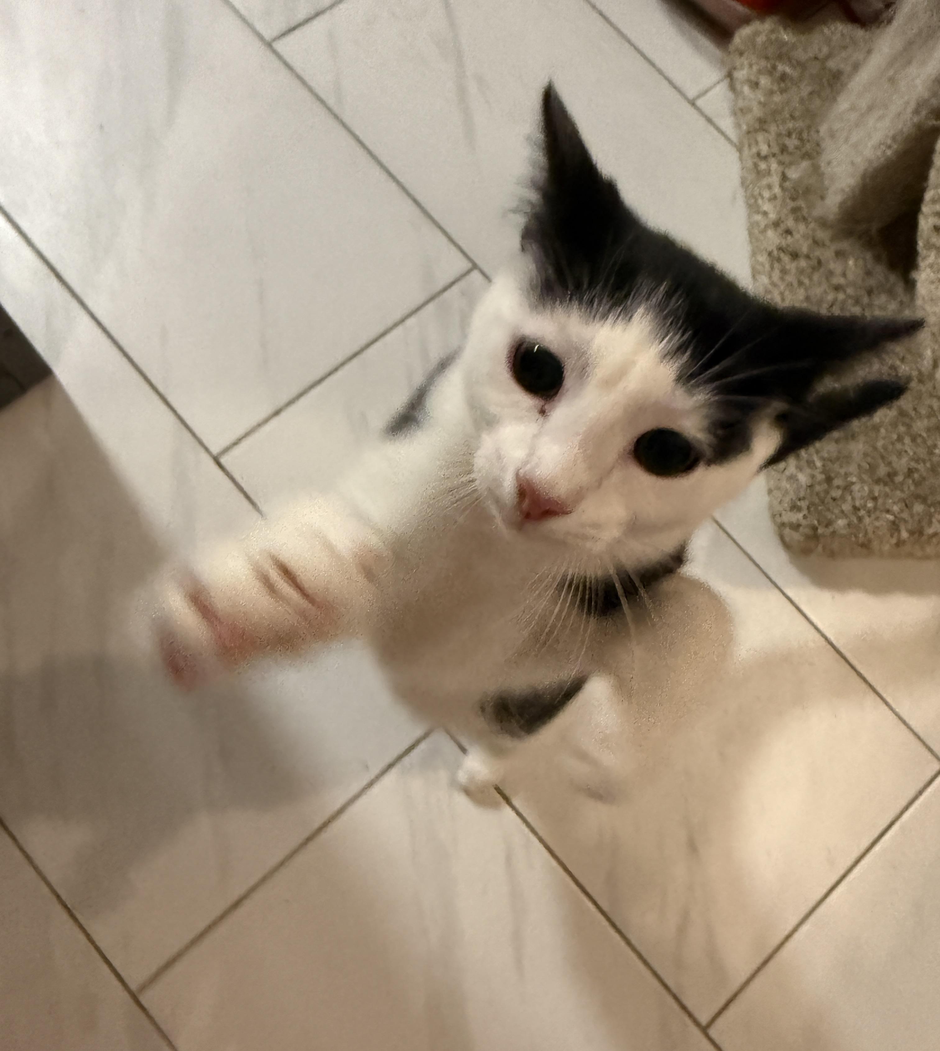 Enlarge Oscar, a Adoptable Domestic Short Hair in Plymouth , NH image 3/6