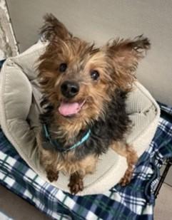 Wallace, ADOPTABLE, Senior Male Yorkshire Terrier.