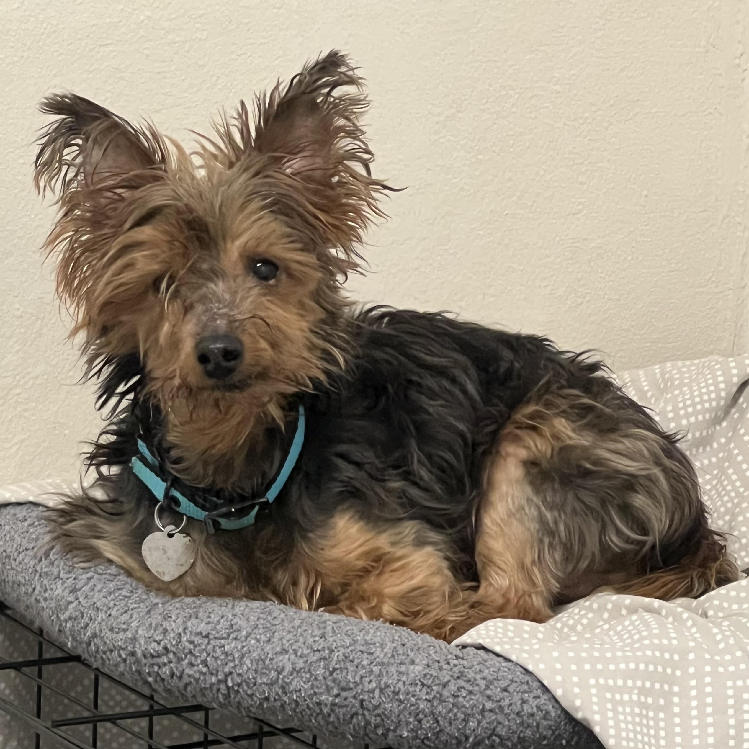 Enlarge Wallace, a ADOPTABLE mixed breed in Ithaca, NY image 2/3