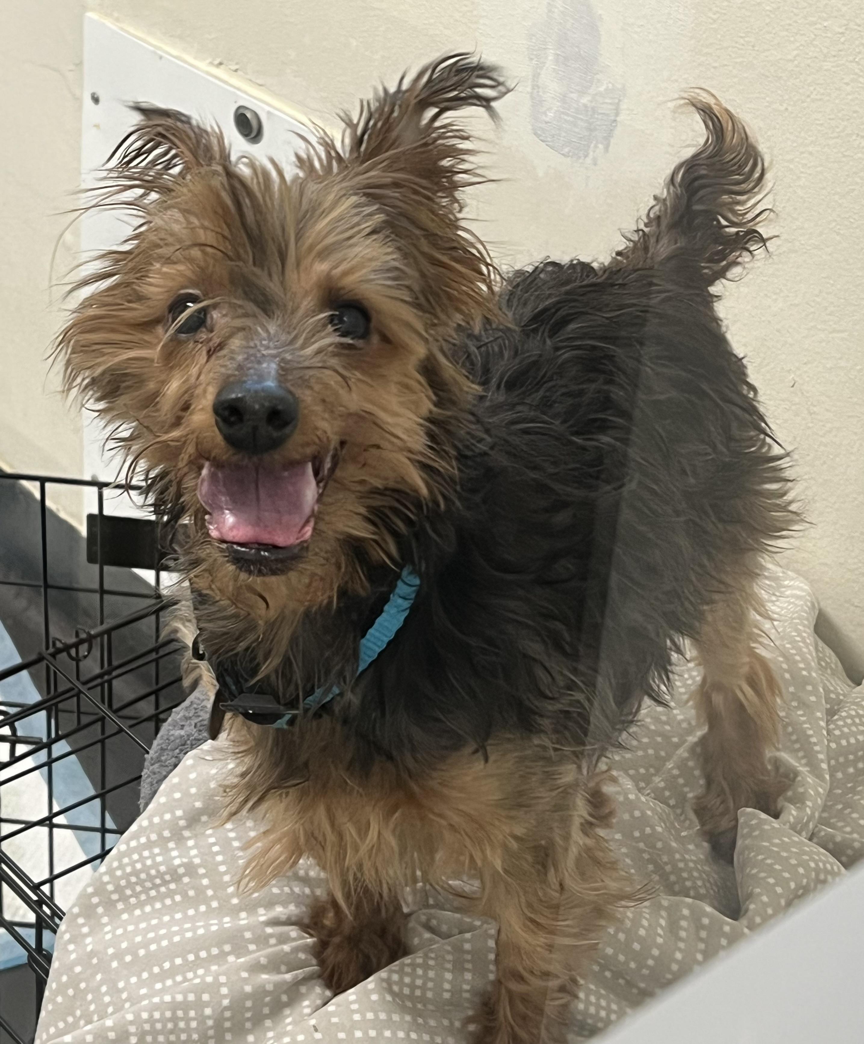 Enlarge Wallace, a ADOPTABLE mixed breed in Ithaca, NY image 3/3