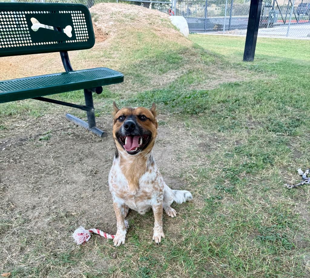 Banjo, Adoptable, Young Male Australian Cattle Dog / Blue Heeler.