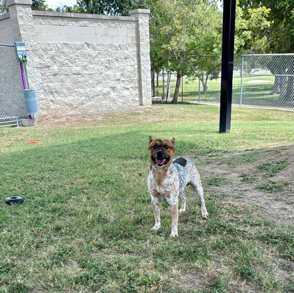 Enlarge Banjo, a Adoptable Australian Cattle Dog / Blue Heeler in Seguin, TX image 2/2