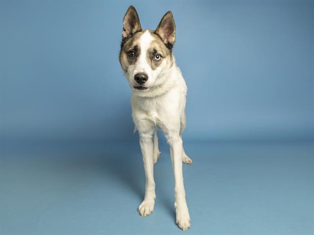 SPIRIT, Adoptable, Young Male Husky & Mixed Breed.