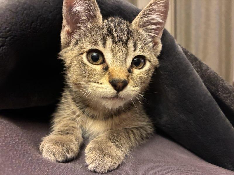Enlarge Olivia, a Adoptable Tabby in Des Moines , WA image 1/2