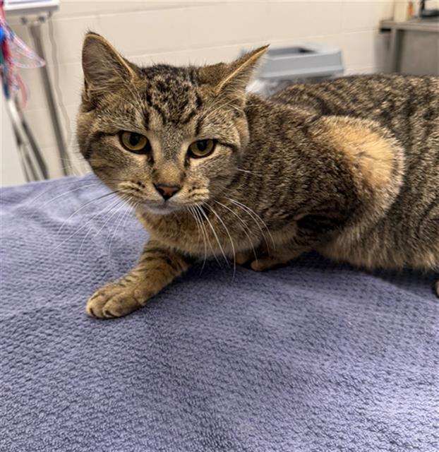 Enlarge TORGE, a Adoptable Domestic Short Hair in Peoria, IL image 1/1