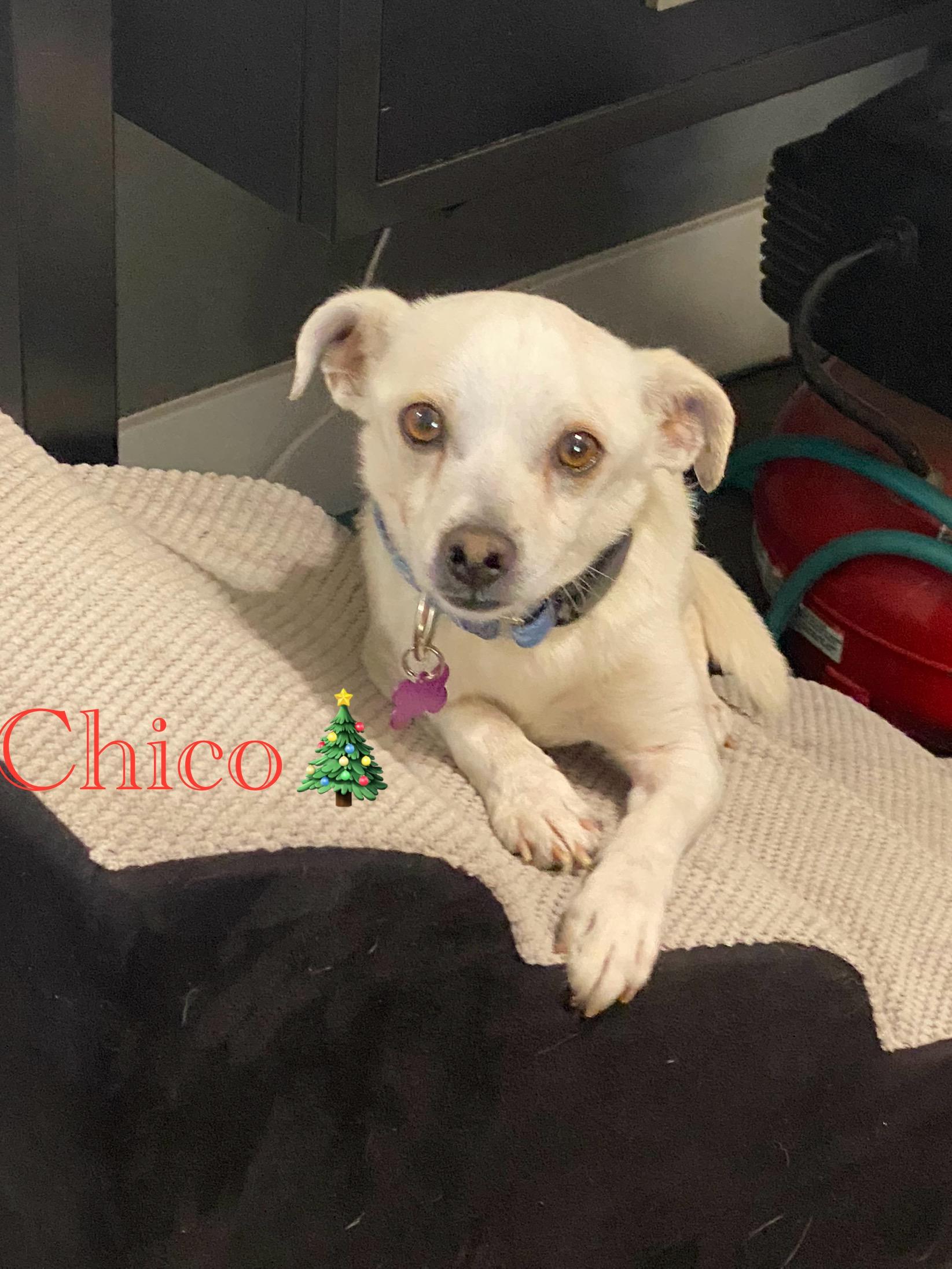 Enlarge Chico, a ADOPTABLE Chihuahua in Las Vegas, NV image 1/1