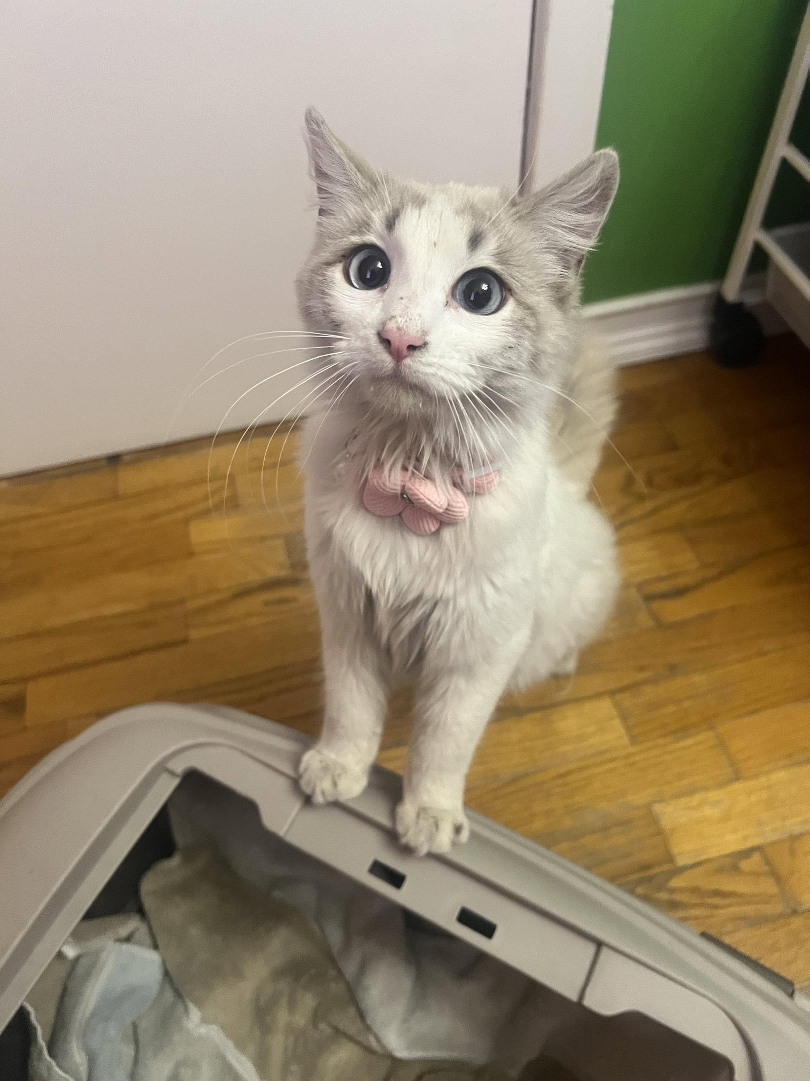 Paris, Adoptable, Young Female Domestic Medium Hair.