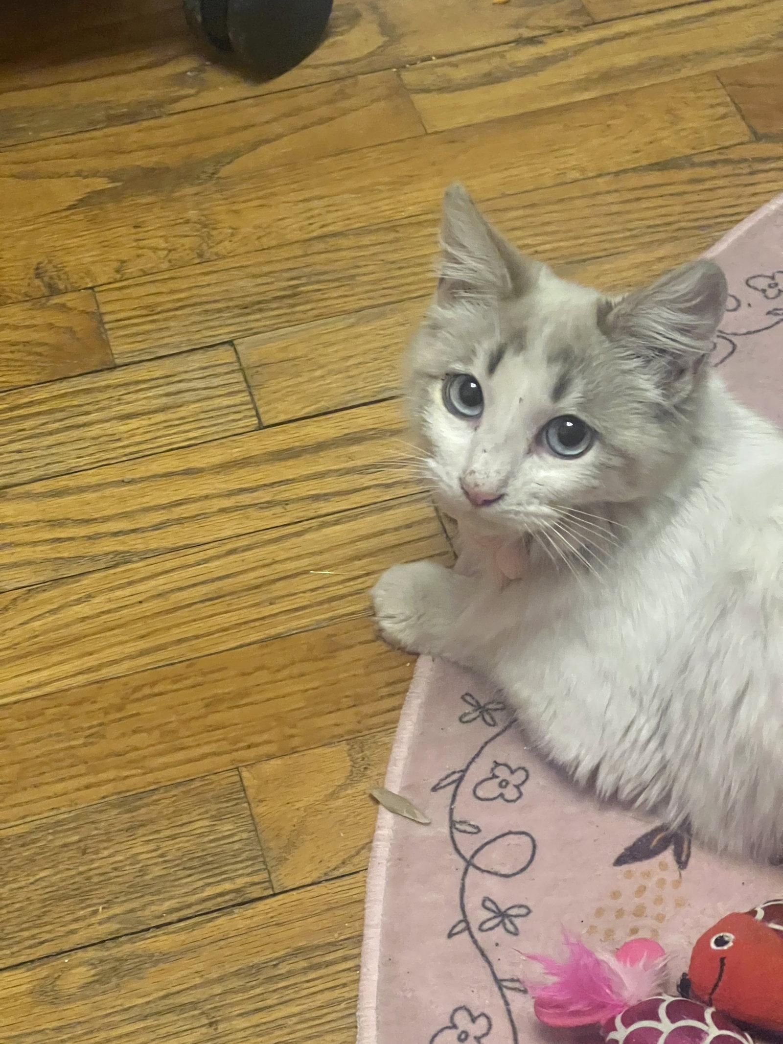 Enlarge Paris, a Adoptable Domestic Medium Hair in Chandler, AZ image 2/2