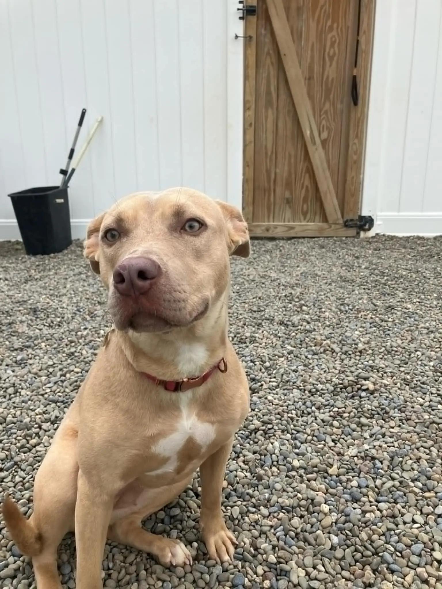 Dog for adoption Cadbury, a Mixed Breed in Binghamton, NY Petfinder