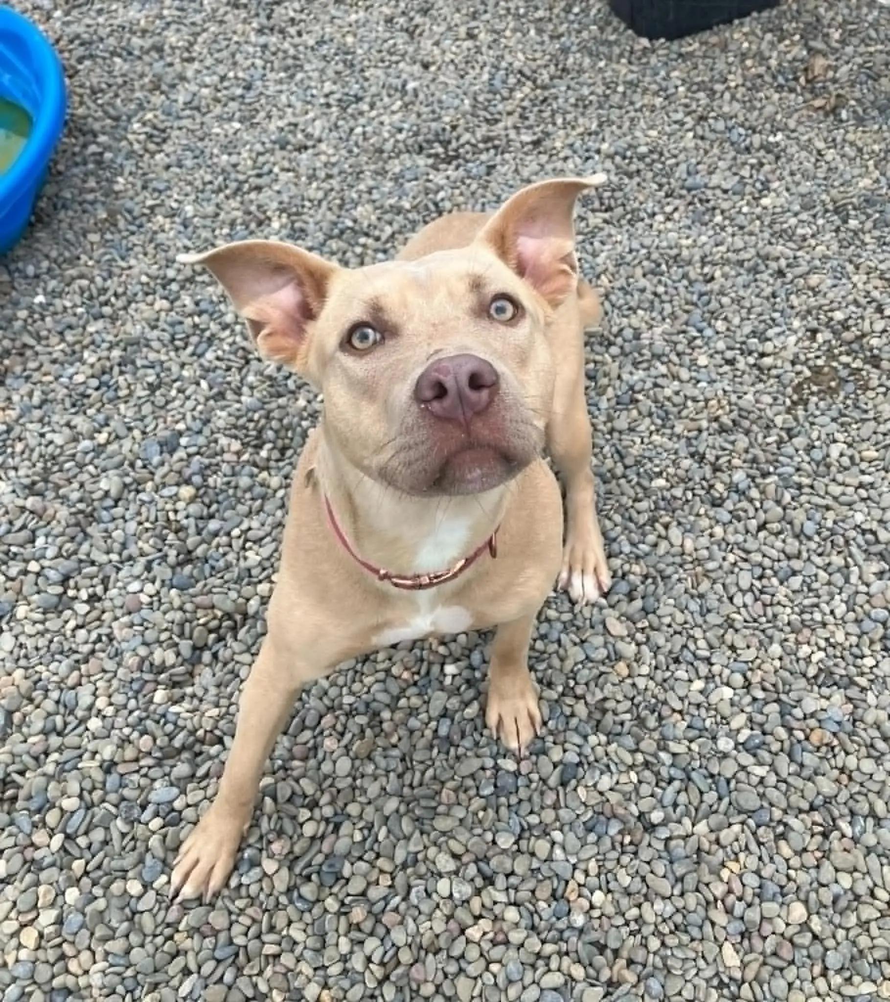 Dog for adoption Cadbury, a Mixed Breed in Binghamton, NY Petfinder