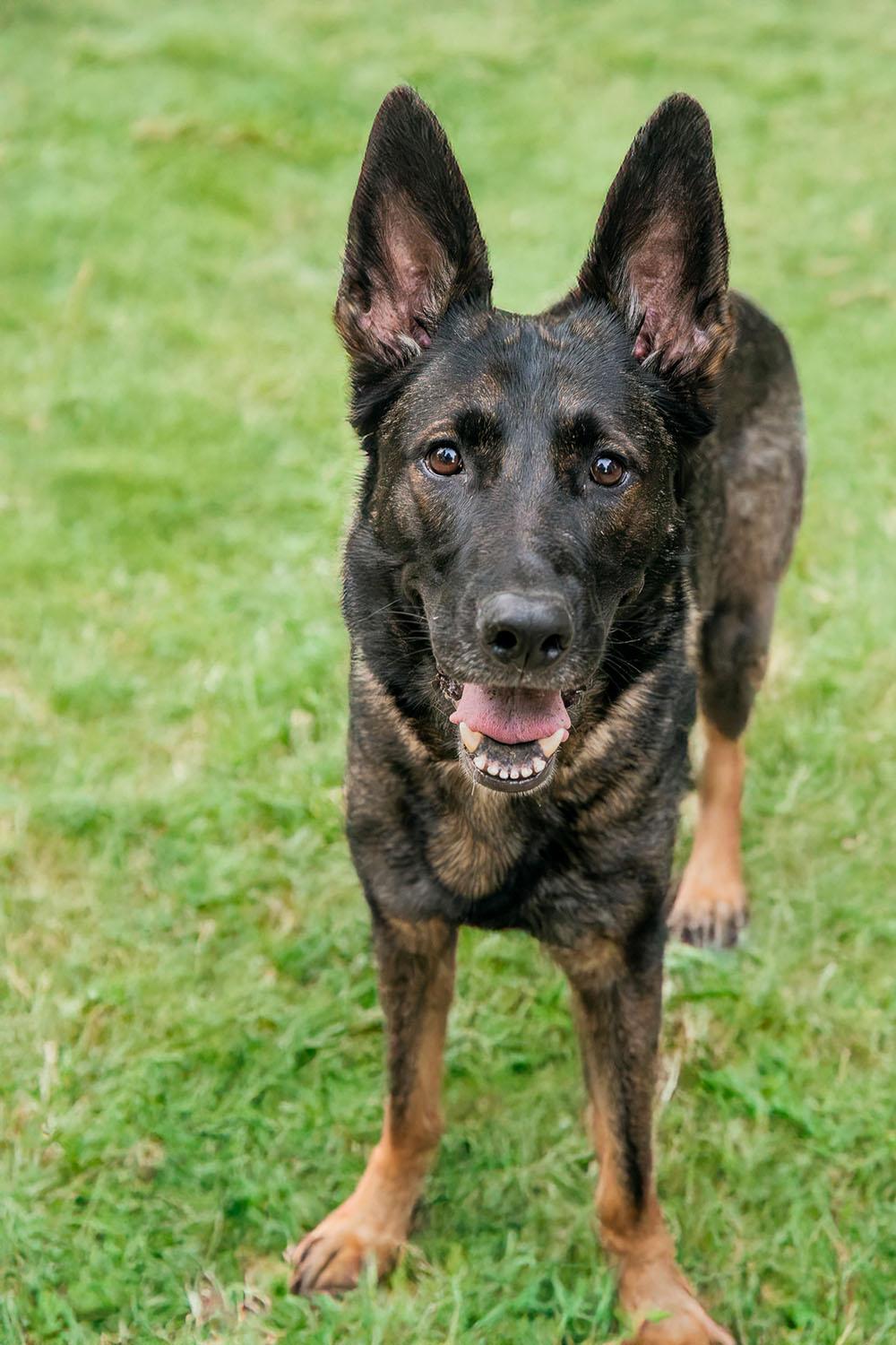 Enlarge Aspyn, a Adoptable German Shepherd Dog in Bellevue, WA image 4/5