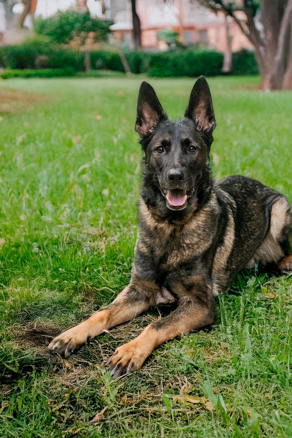 Aspyn, Adoptable, Adult Female German Shepherd Dog.