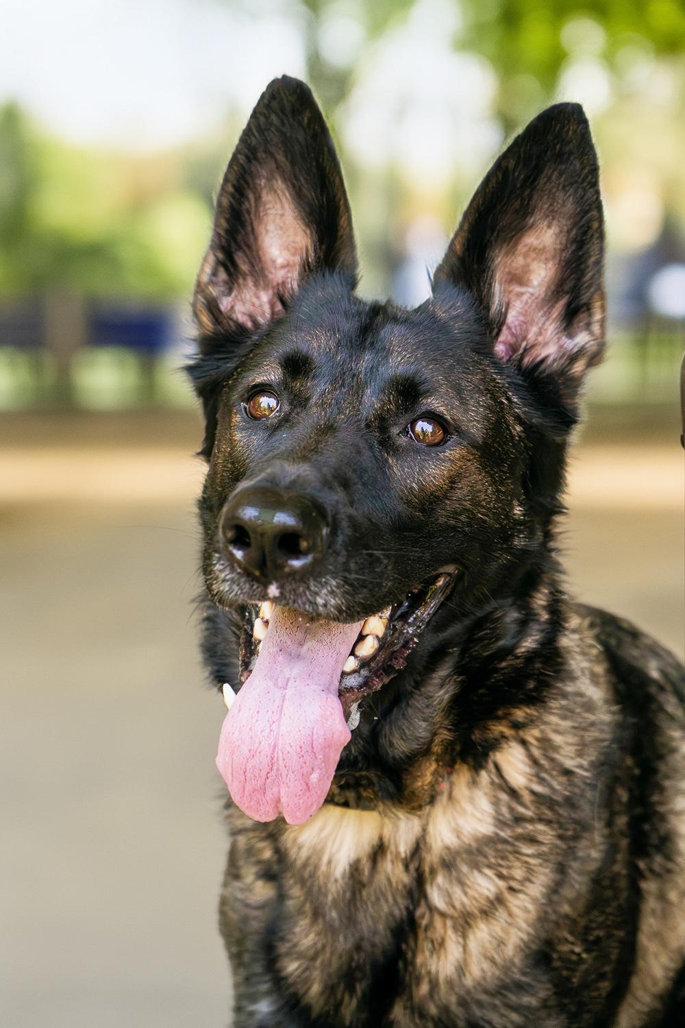 Enlarge Aspyn, a Adoptable German Shepherd Dog in Bellevue, WA image 2/5