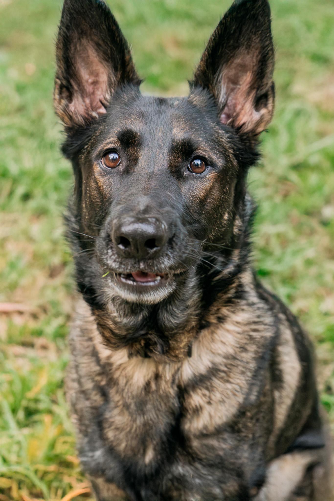 Enlarge Aspyn, a Adoptable German Shepherd Dog in Bellevue, WA image 5/5