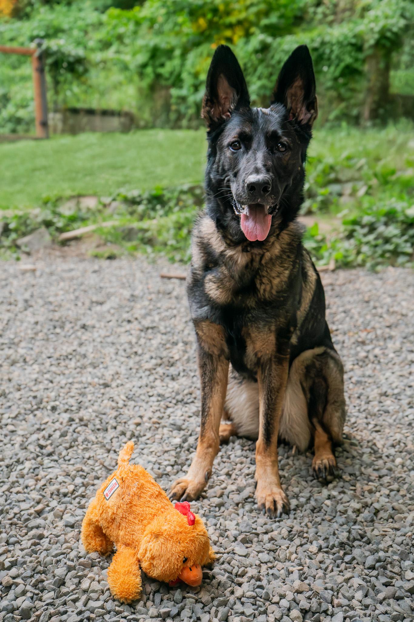 Enlarge Aspyn, a Adoptable German Shepherd Dog in Bellevue, WA image 3/5