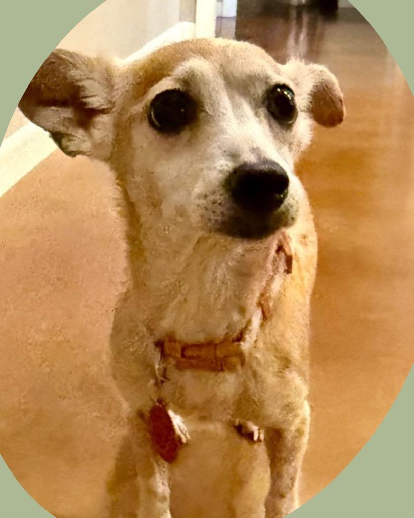 Cindy Lou Who, a Adoptable mixed breed in College Station, TX image 2/4