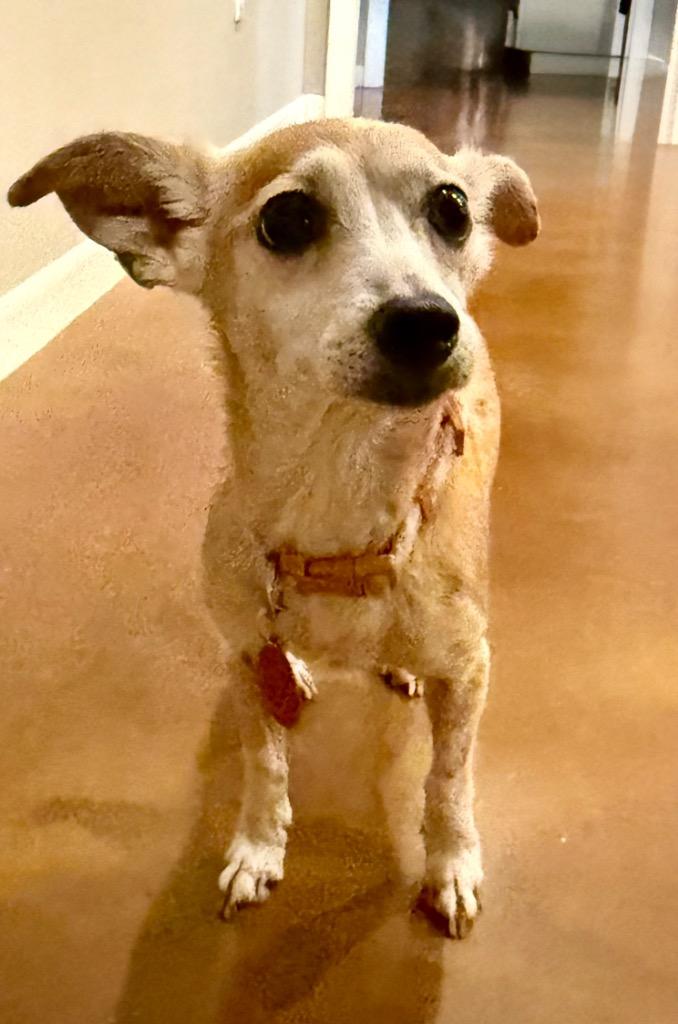 Enlarge Cindy Lou Who, a Adoptable mixed breed in College Station, TX image 2/4