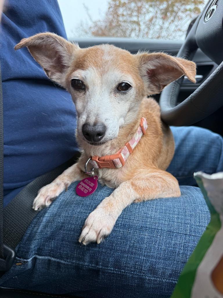 Cindy Lou Who, a Adoptable mixed breed in College Station, TX image 3/4