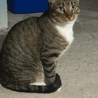 Courtesy Post - Baby Boy, an adopted Domestic Short Hair in Turnersville, NJ image 3/4