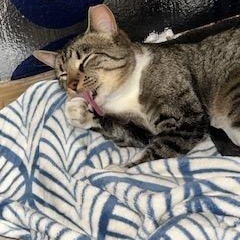 Courtesy Post - Baby Boy, adopted, Young Male Domestic Short Hair.