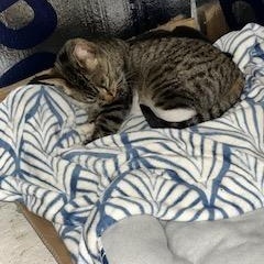 Courtesy Post - Baby Boy, an adopted Domestic Short Hair in Turnersville, NJ image 2/4