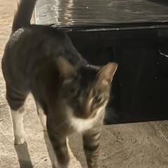 Courtesy Post - Baby Boy, an adopted Domestic Short Hair in Turnersville, NJ image 4/4