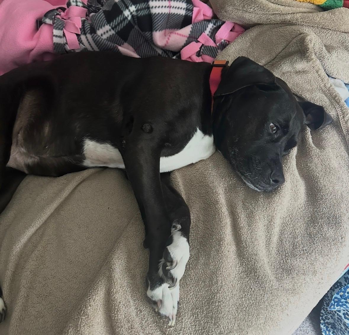 Enlarge Diana, a ADOPTABLE mixed breed in Fredericksburg, VA image 6/6