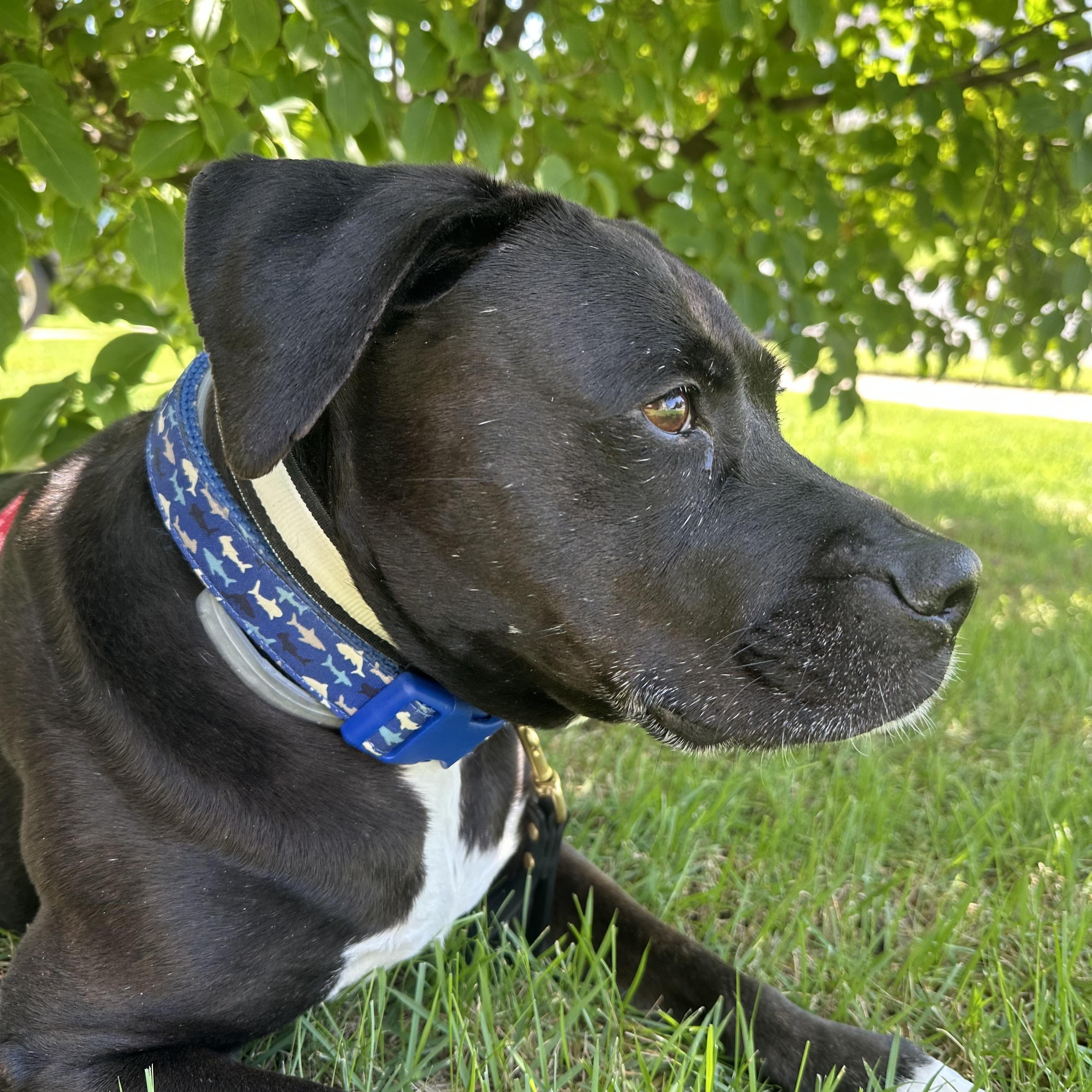 Enlarge Diana, a Adoptable mixed breed in Annapolis, MD image 5/6