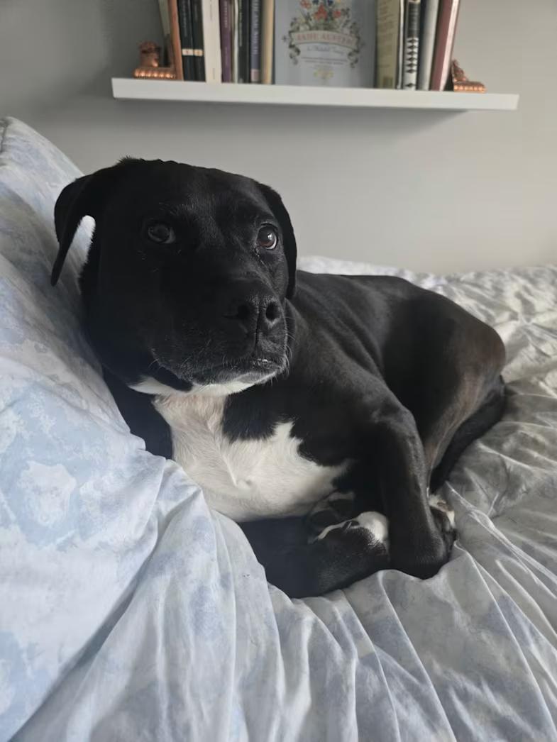 Enlarge Diana, a ADOPTABLE mixed breed in Fredericksburg, VA image 2/4