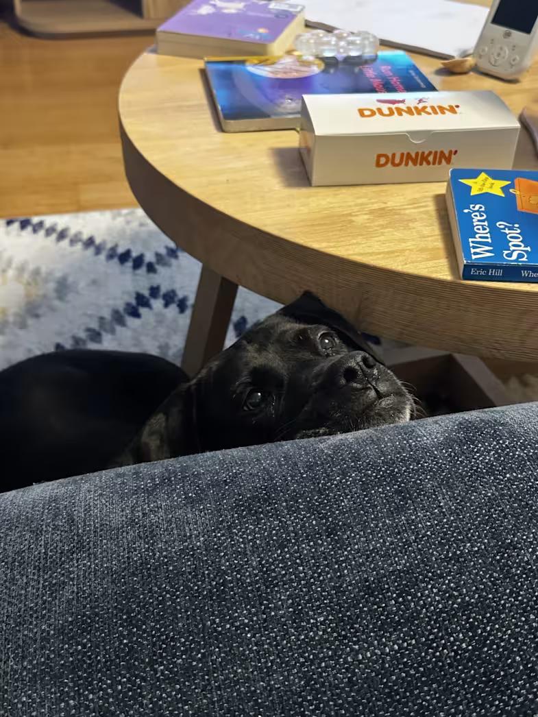 Enlarge Diana, a ADOPTABLE mixed breed in Fredericksburg, VA image 3/4