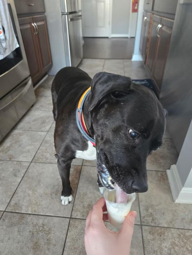 Enlarge Diana, a ADOPTABLE mixed breed in Fredericksburg, VA image 4/4