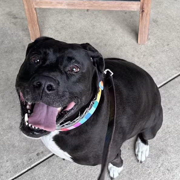 Enlarge Diana, a ADOPTABLE mixed breed in Fredericksburg, VA image 1/4